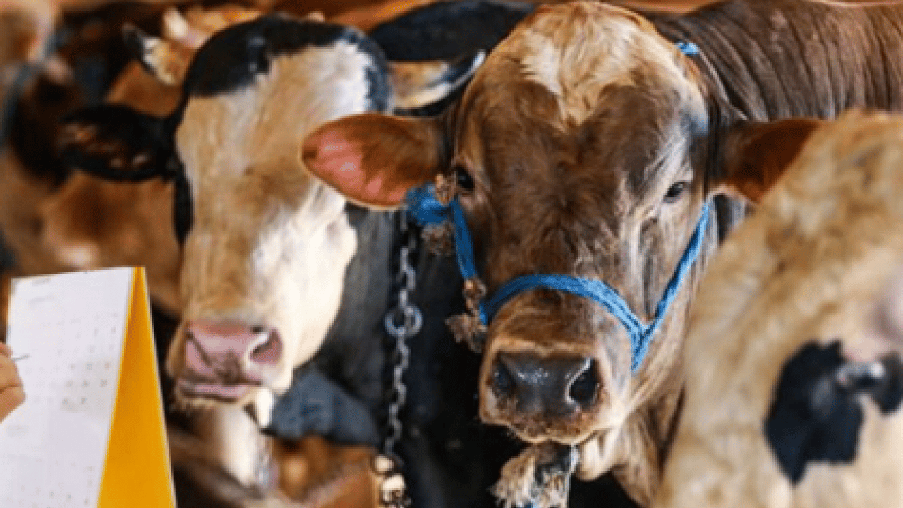 Foto - Kurban tebliği yayımlandı: Kurallara uymayana ağır ceza