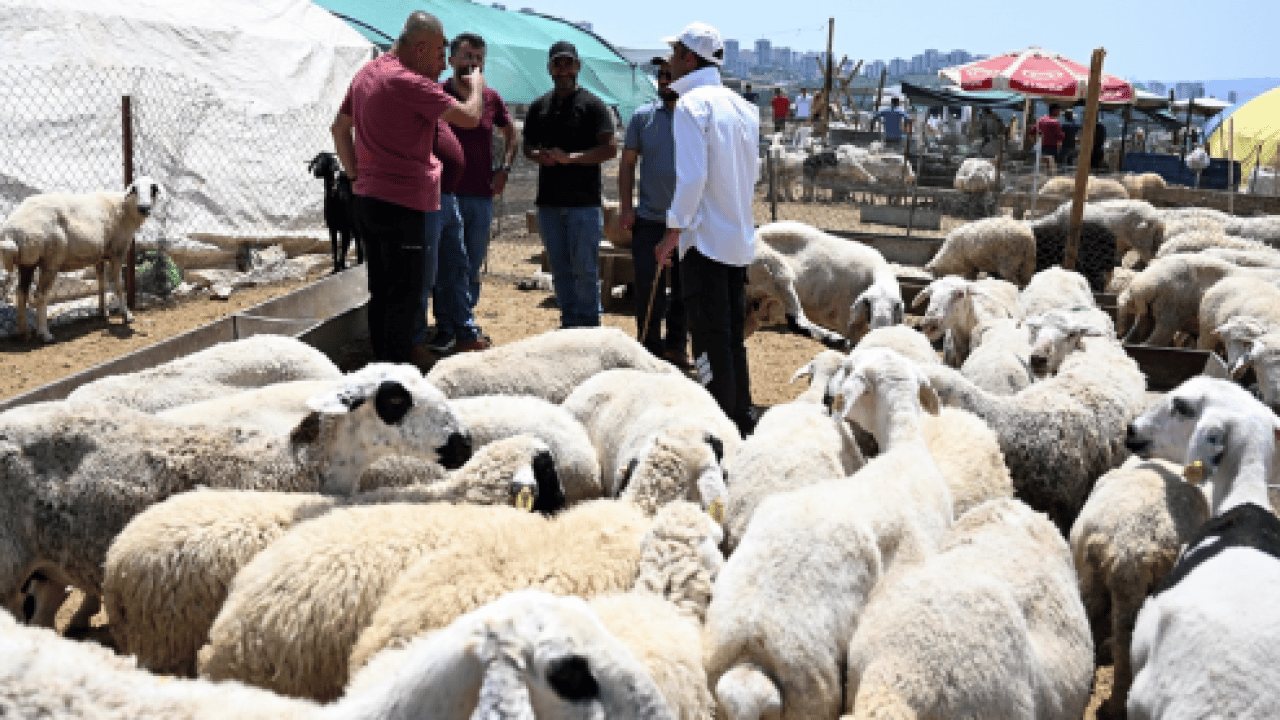 Foto - Kurban tebliği yayımlandı: Kurallara uymayana ağır ceza