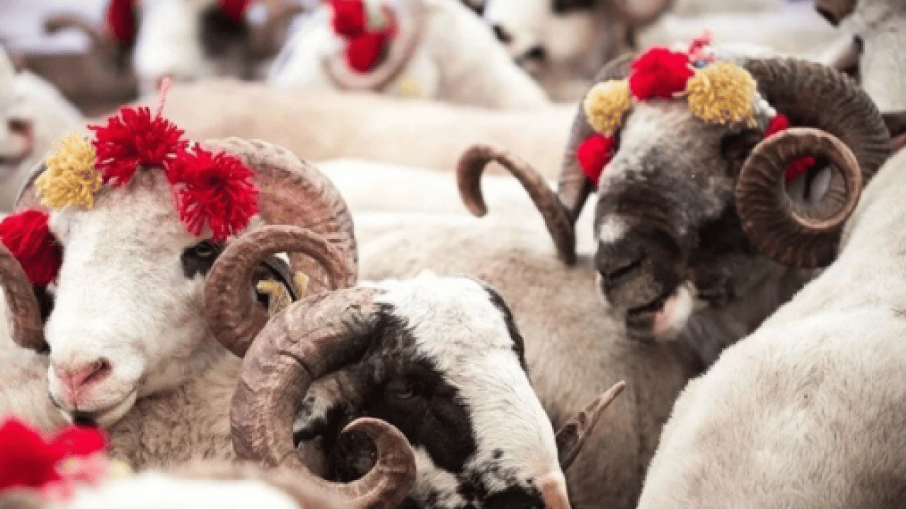 Foto - Kurban tebliği yayımlandı: Kurallara uymayana ağır ceza