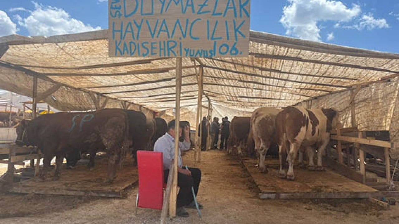 Foto - Kurbanlık canlı olarak görülmeli Küpesi ve sağlık raporu olmadan almayın