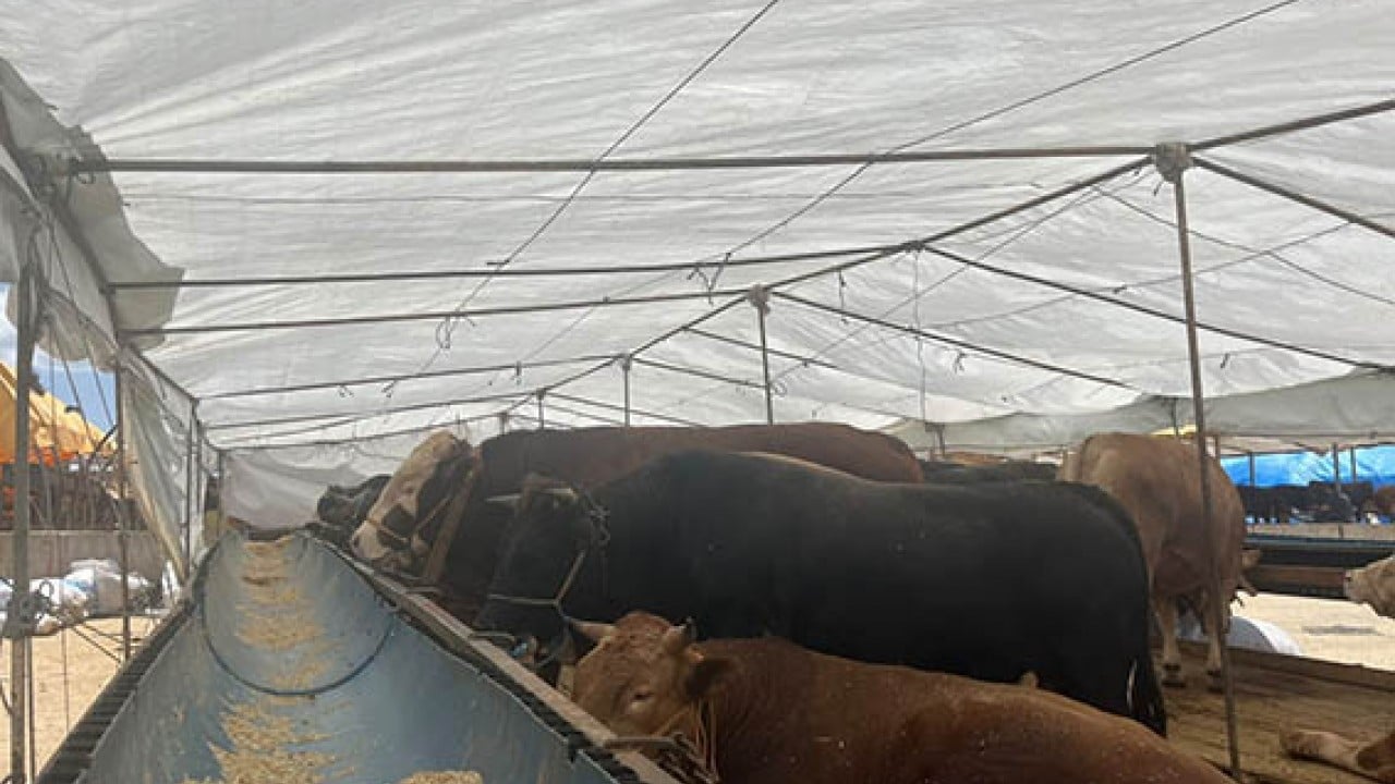 Foto - Kurbanlık canlı olarak görülmeli Küpesi ve sağlık raporu olmadan almayın