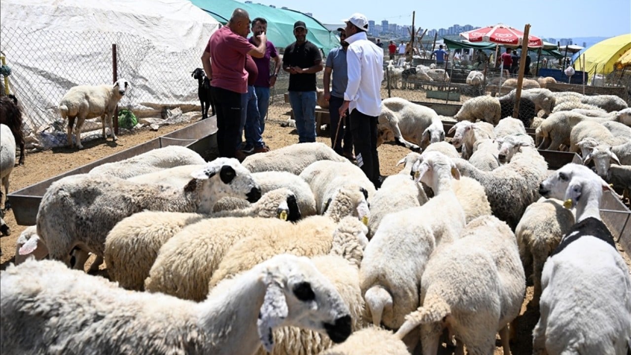 Foto - Kurbanlık fiyatları resmen ikiye katlandı!