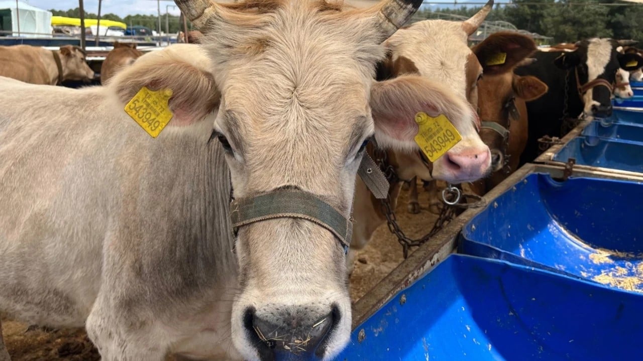 Foto - Kurbanlık fiyatları resmen ikiye katlandı!