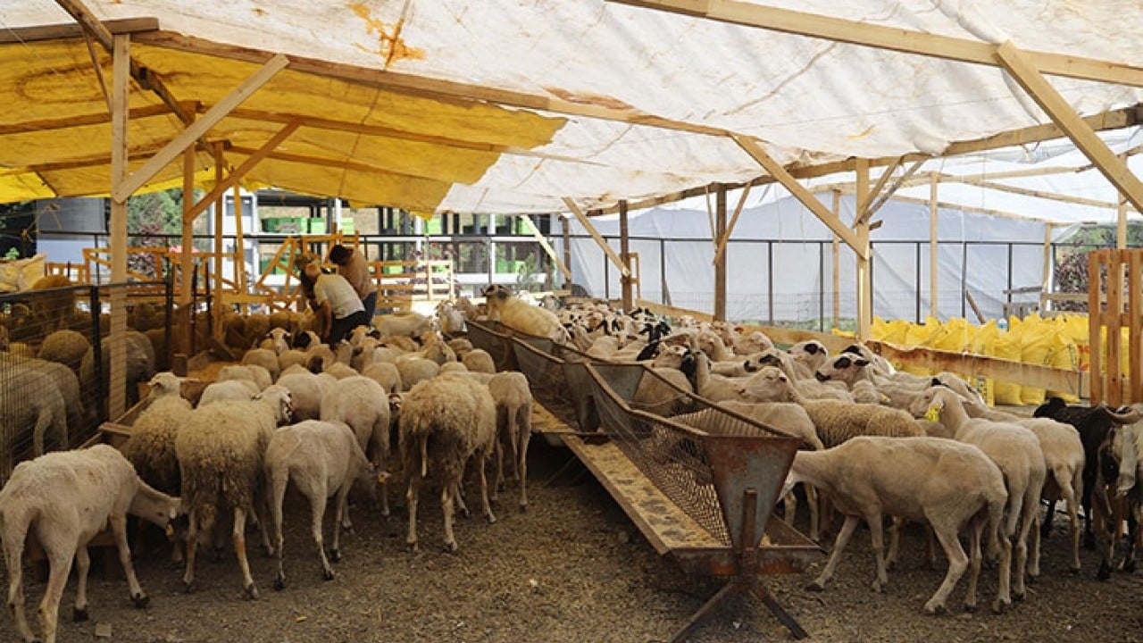 Foto - Kurbanlık fiyatları resmen ikiye katlandı!