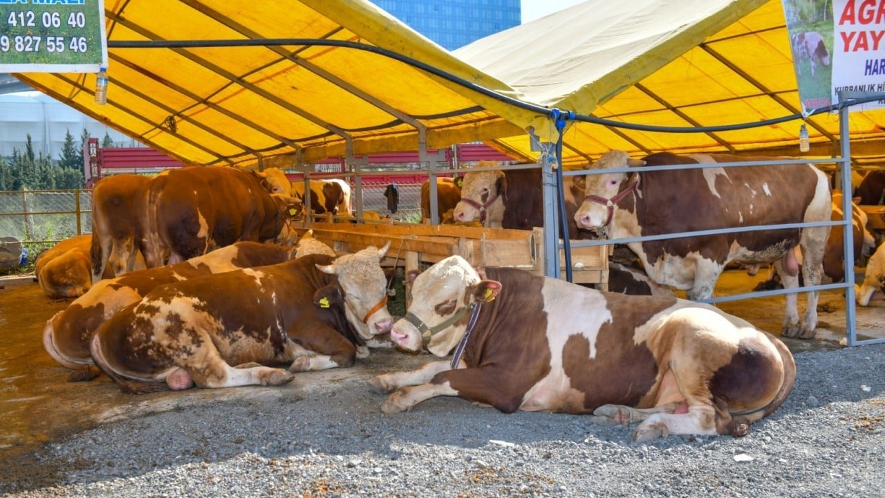 Foto - Kurbanlık fiyatları resmen ikiye katlandı!