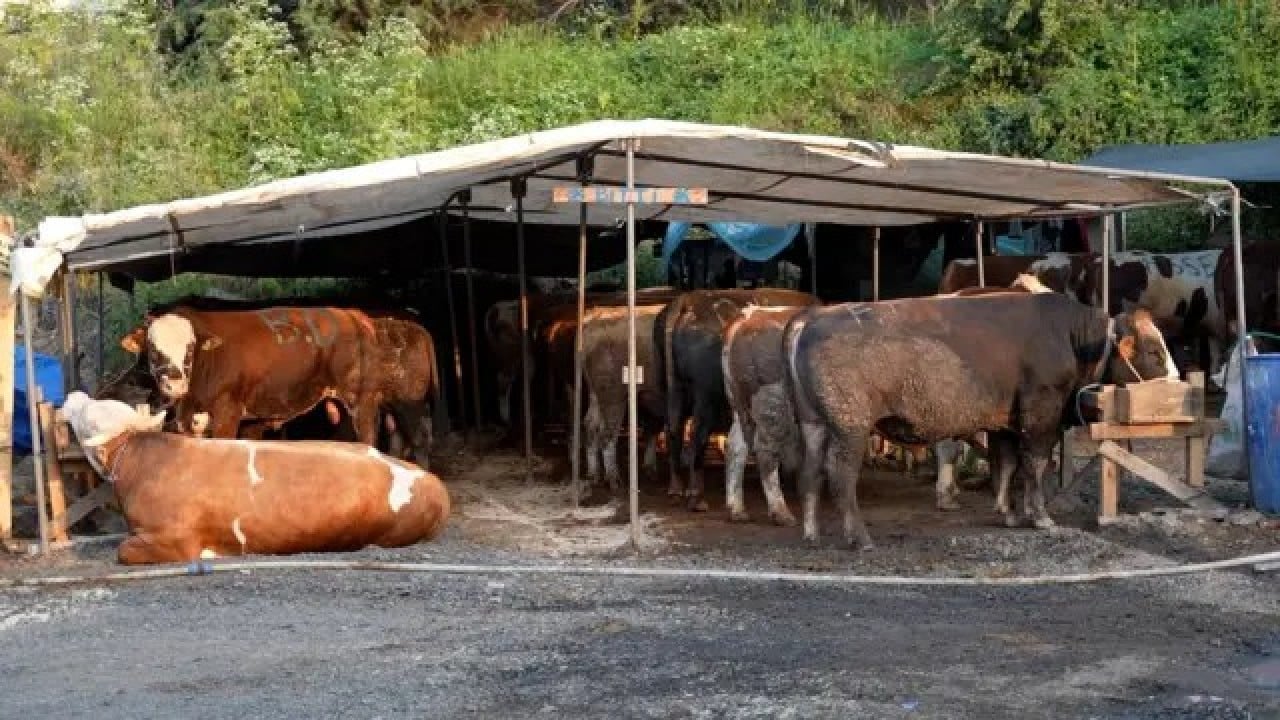 Foto - Kurbanlık fiyatları resmen ikiye katlandı!