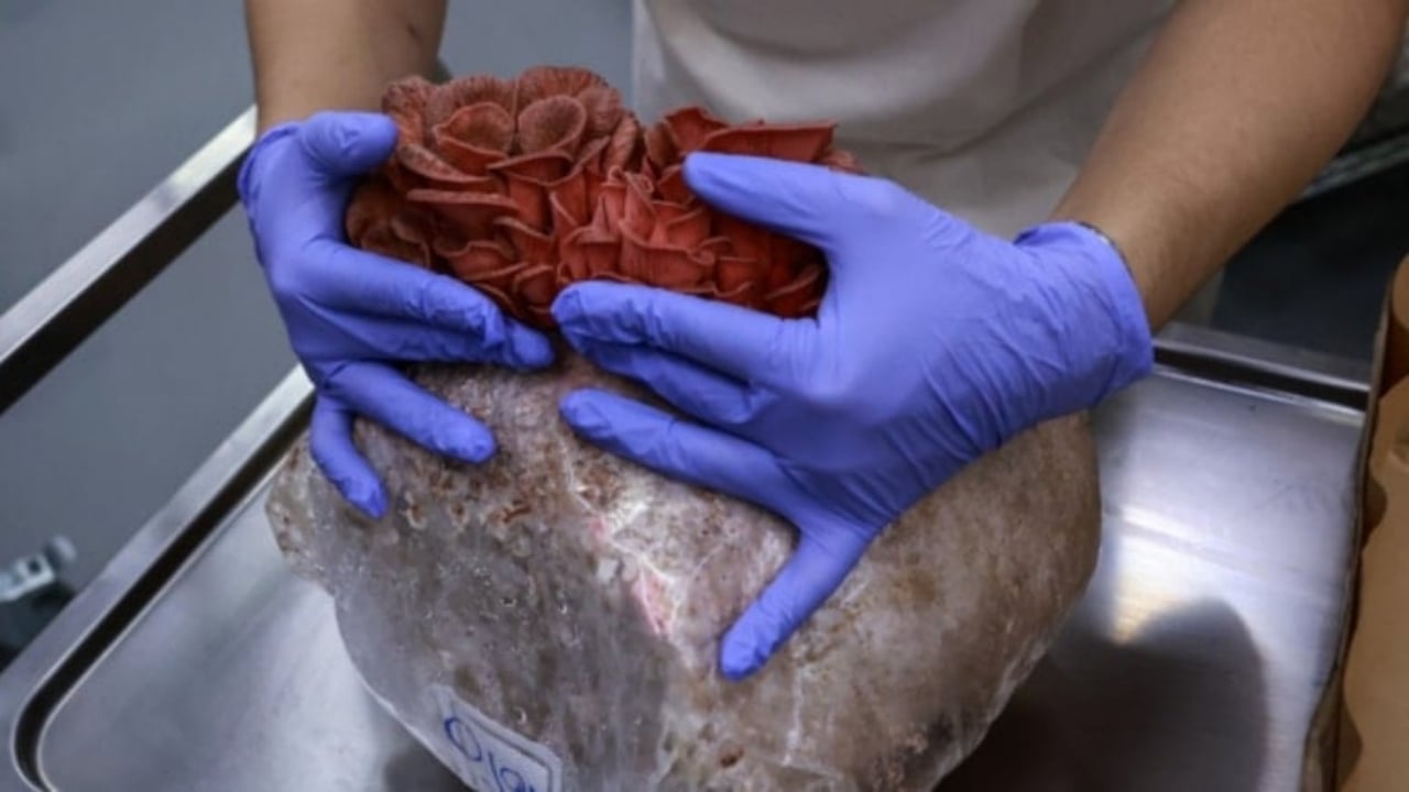 Foto - Kurtuluşu bu besinde buldular! Savaş çıkınca yemek için kilo kilo üretip stoklamaya başladılar