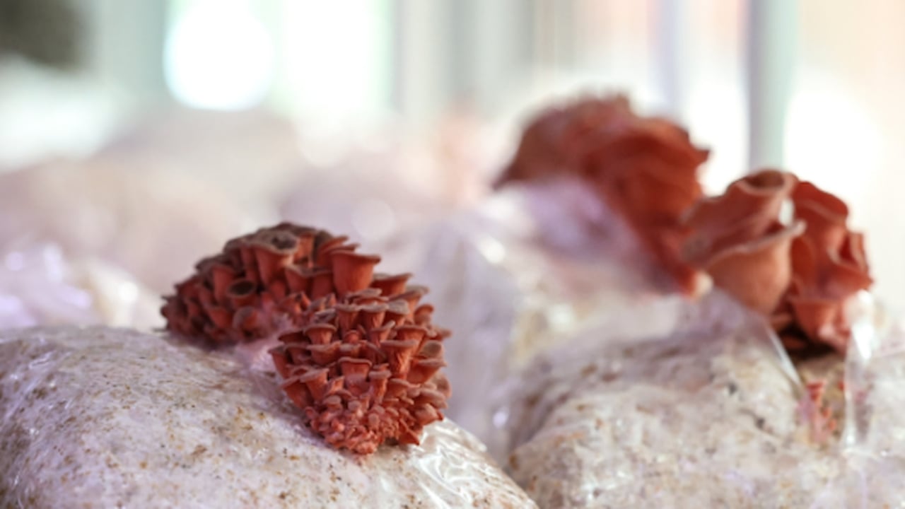 Kurtuluşu bu besinde buldular! Savaş çıkınca yemek için kilo kilo üretip stoklamaya başladılar