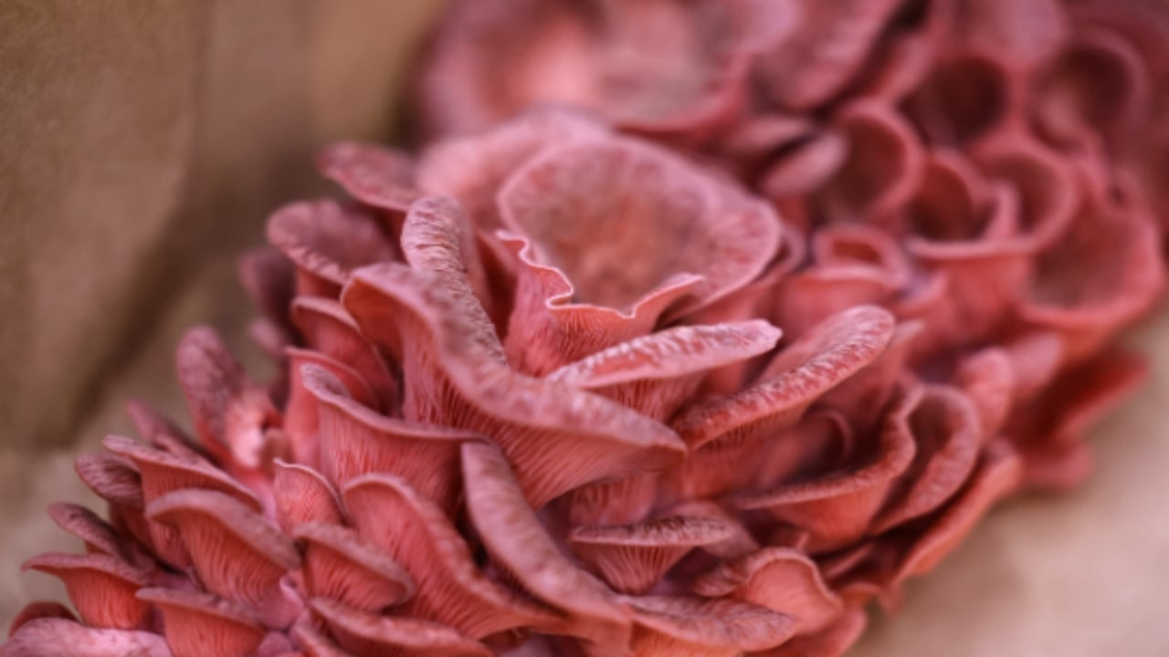 Foto - Kurtuluşu bu besinde buldular! Savaş çıkınca yemek için kilo kilo üretip stoklamaya başladılar