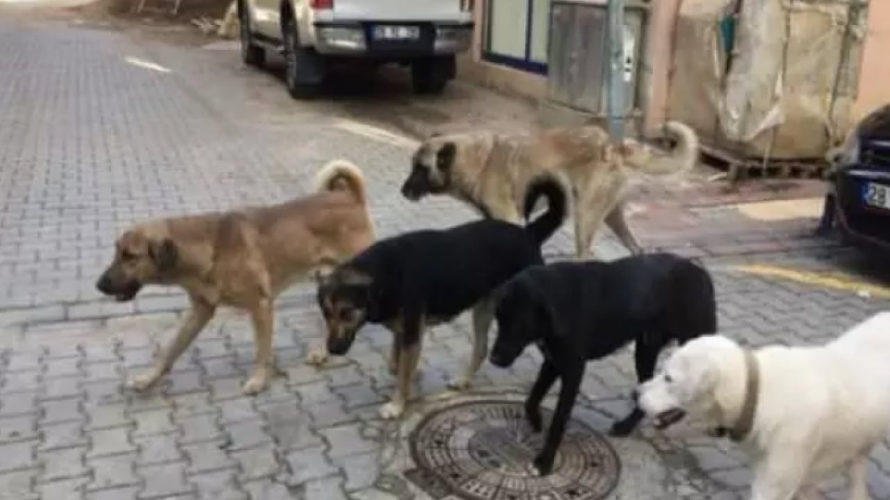 Foto - Köpekler başına bela oldu: Kurusıkı silah yüzünden 2 işten çıkarıldı! 