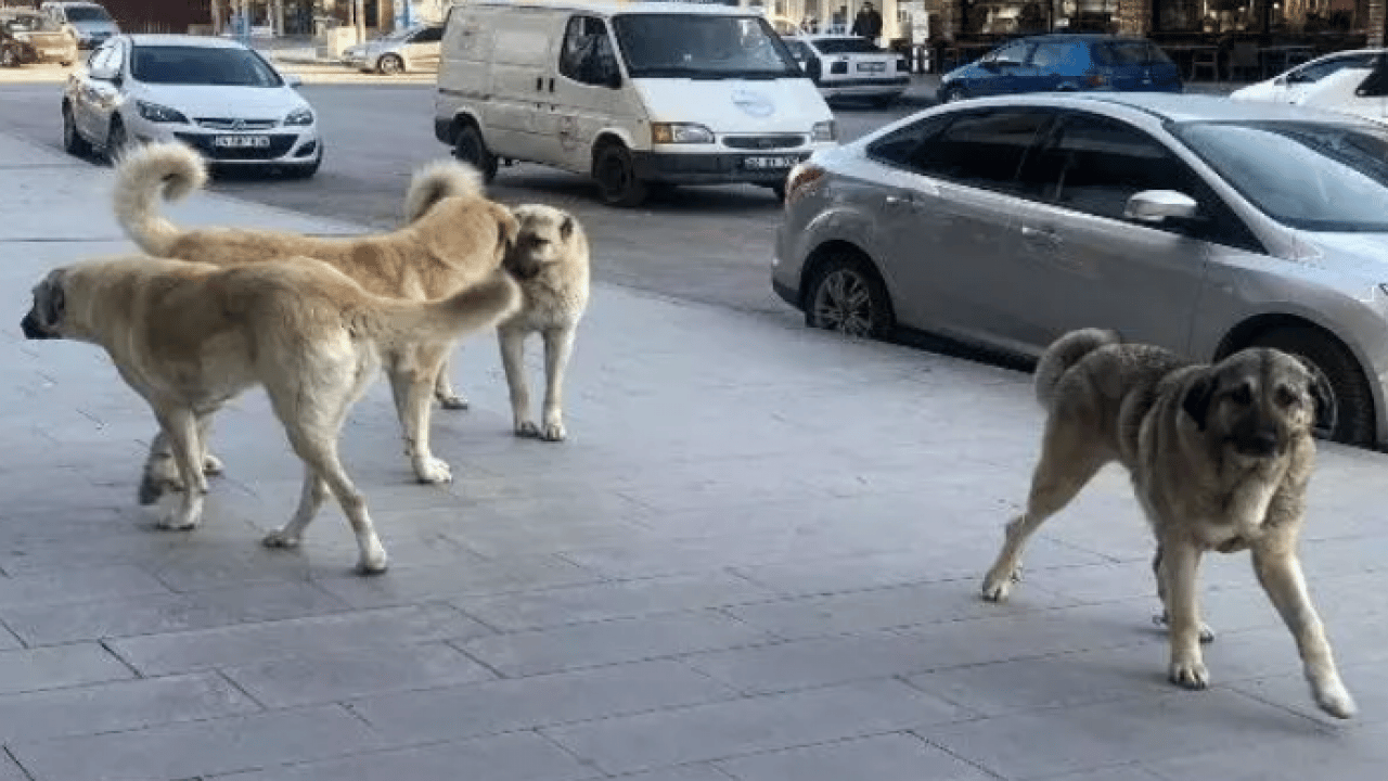 Foto - Köpekler başına bela oldu: Kurusıkı silah yüzünden 2 işten çıkarıldı! 