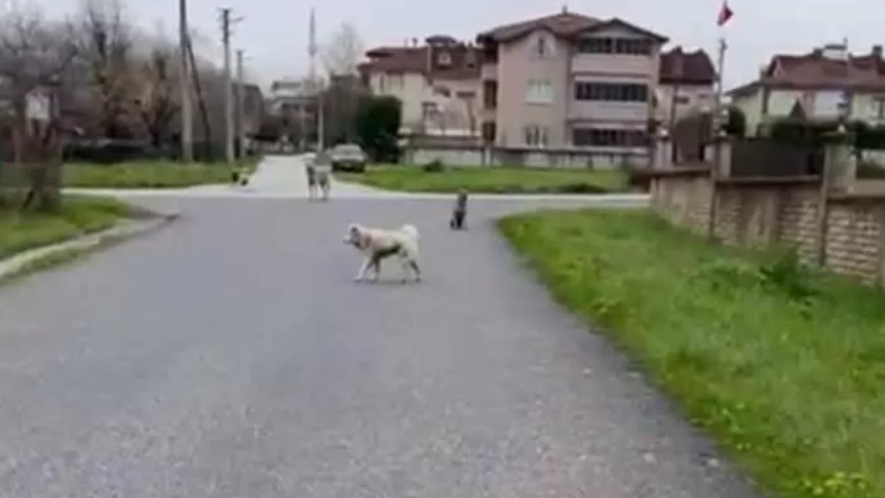 Foto - Köpekler başına bela oldu: Kurusıkı silah yüzünden 2 işten çıkarıldı! 