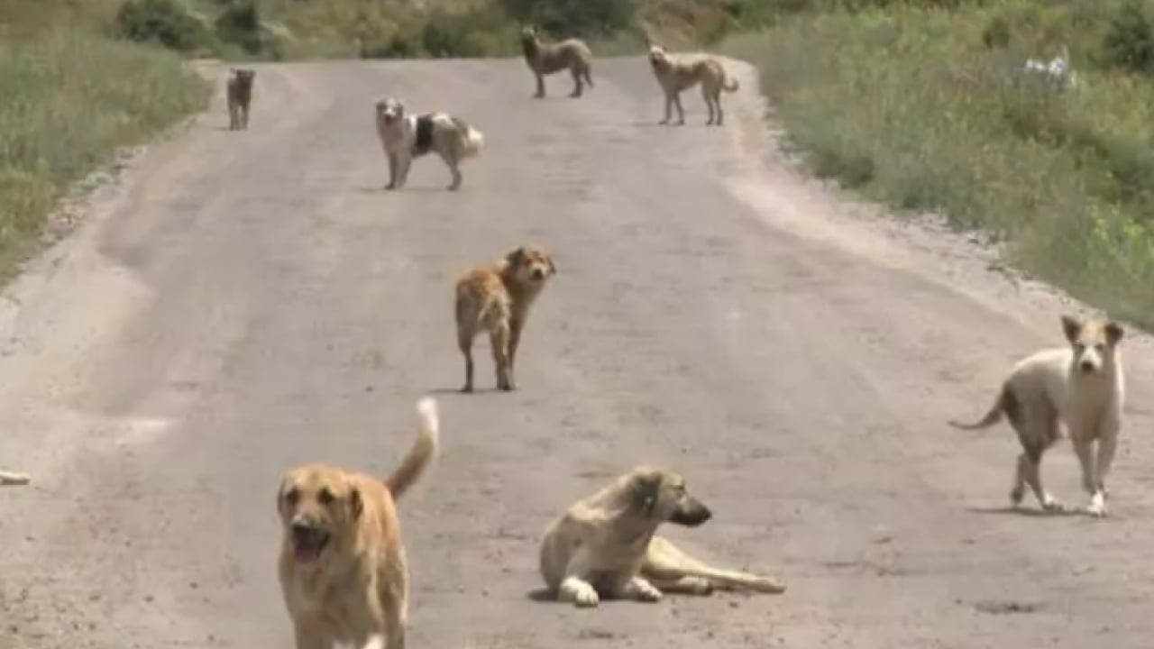 Foto - Köpekler başına bela oldu: Kurusıkı silah yüzünden 2 işten çıkarıldı! 