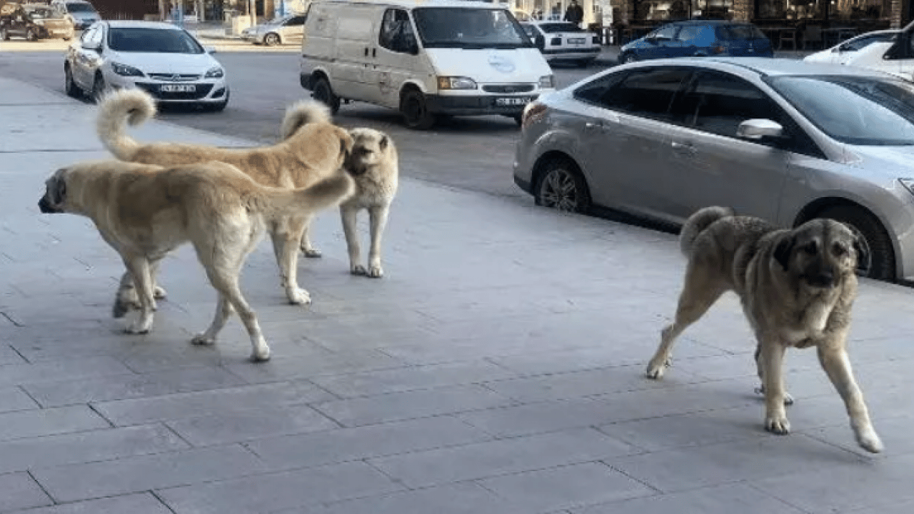 Foto - Köpekler başına bela oldu: Kurusıkı silah yüzünden 2 işten çıkarıldı! 