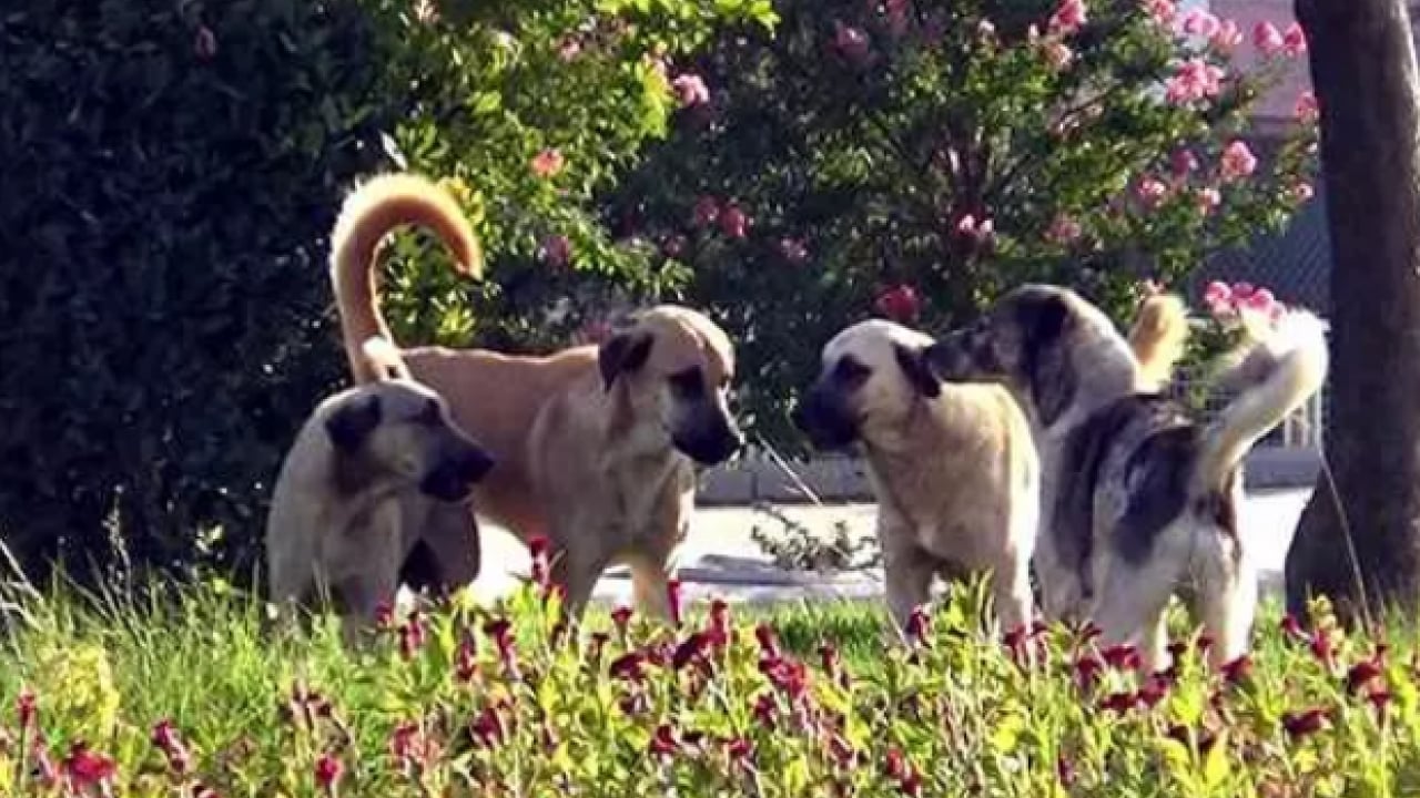 Foto - Köpekler başına bela oldu: Kurusıkı silah yüzünden 2 işten çıkarıldı! 