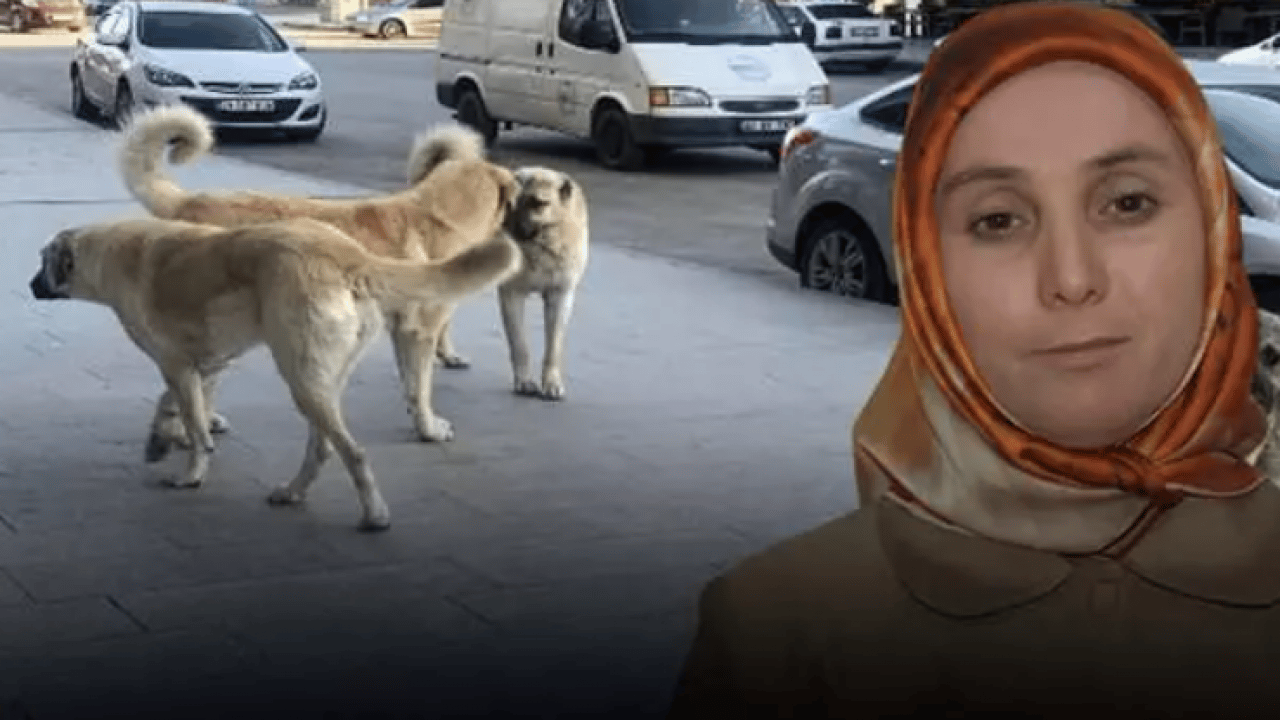 Köpekler başına bela oldu: Kurusıkı silah yüzünden 2 işten çıkarıldı! 