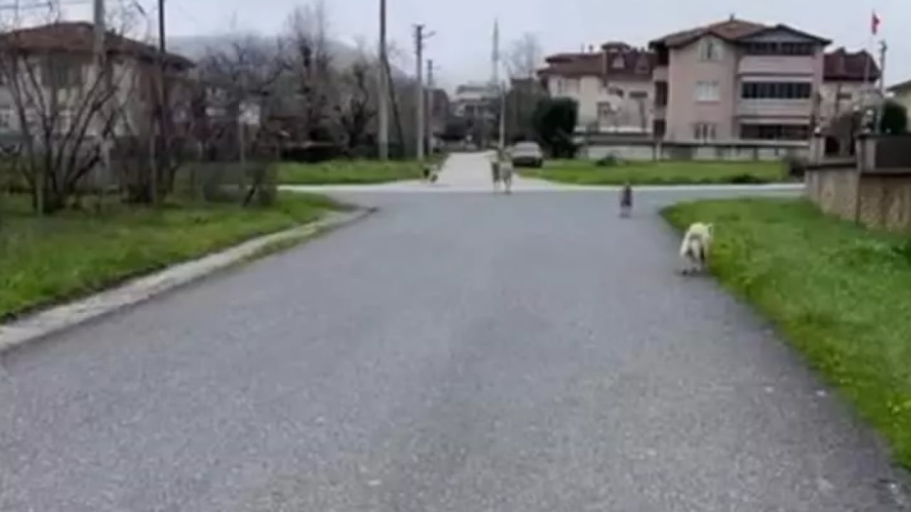 Foto - Köpekler başına bela oldu: Kurusıkı silah yüzünden 2 işten çıkarıldı! 