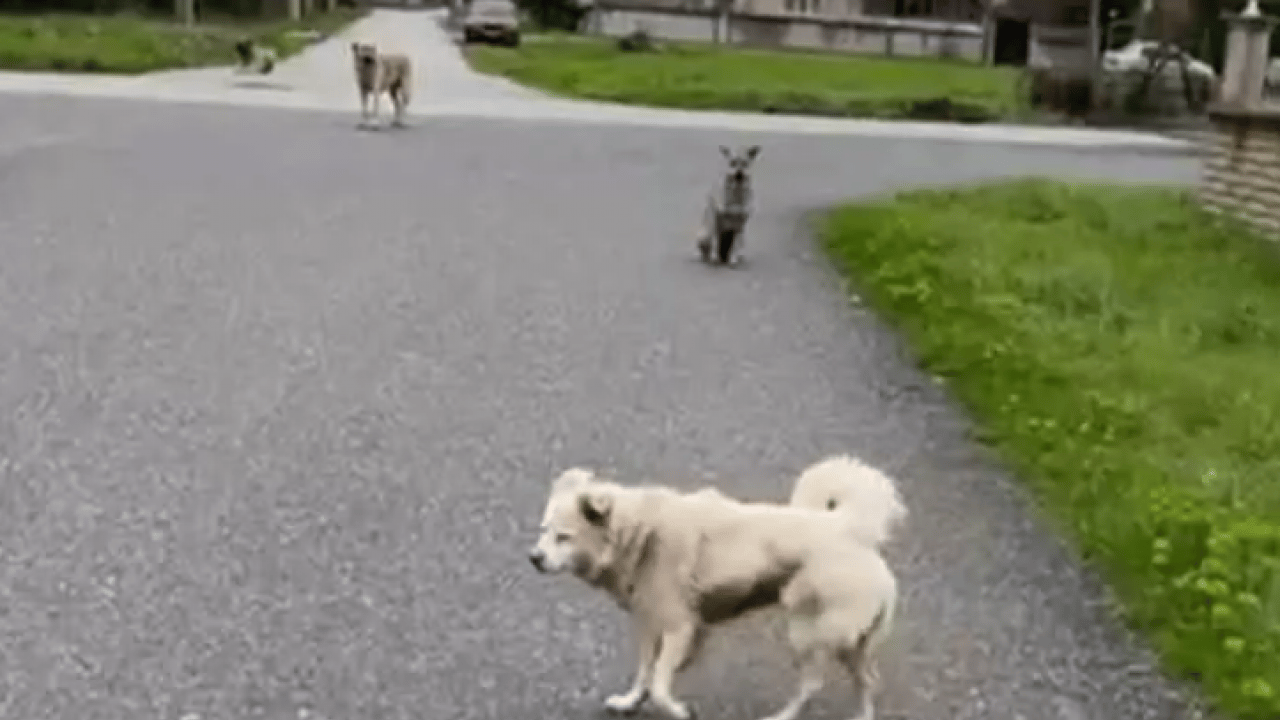 Foto - Köpekler başına bela oldu: Kurusıkı silah yüzünden 2 işten çıkarıldı! 