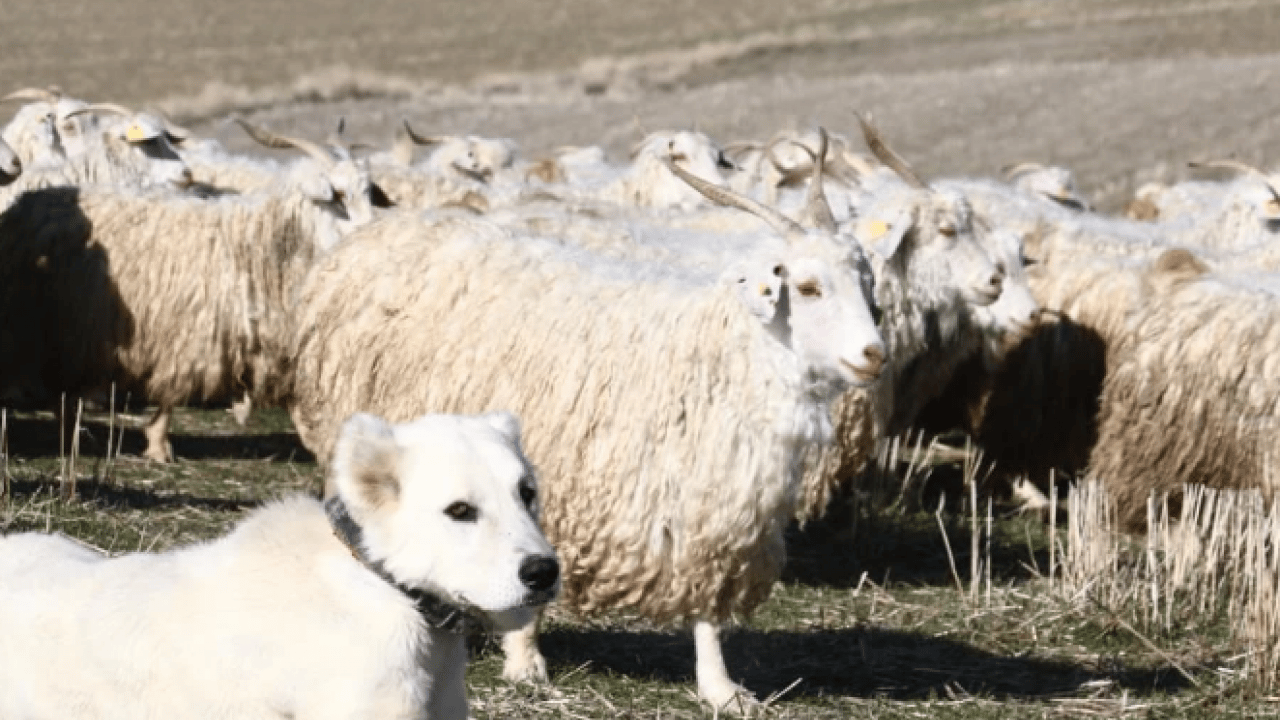 Foto - Kuşaktan kuşağa aktarılan miras! Dünyanın en kalitelisi burada