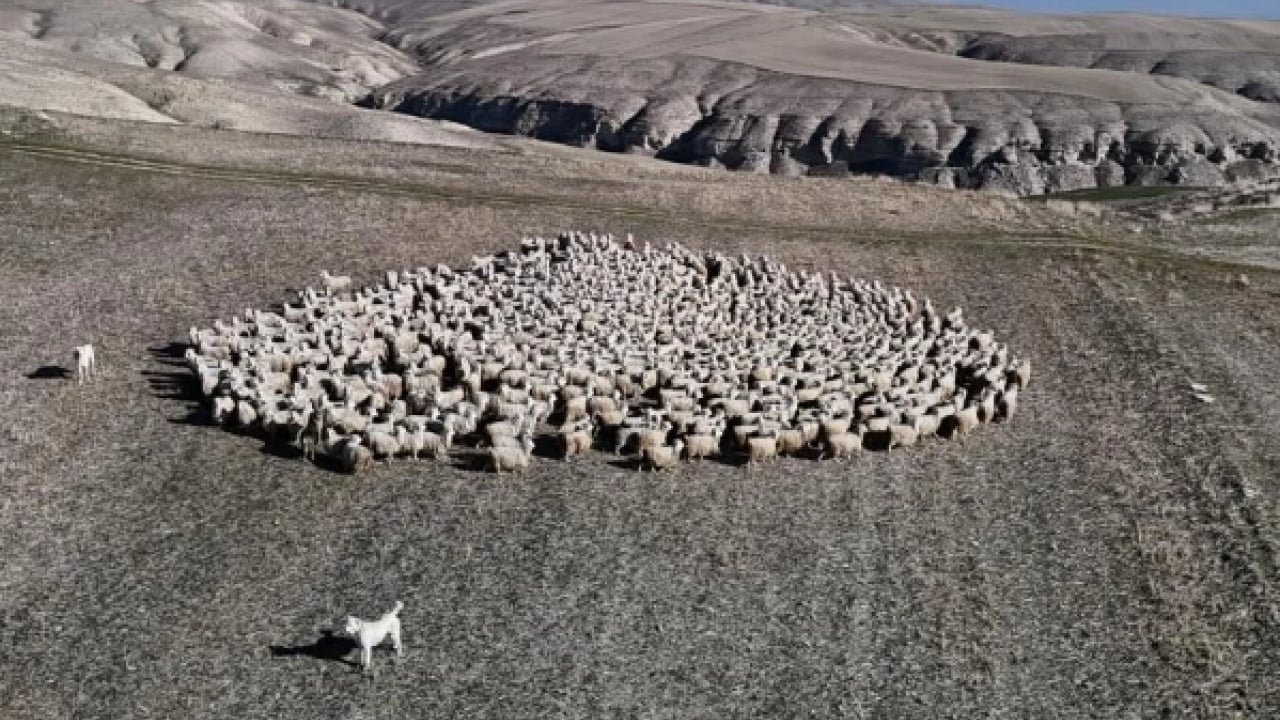 Foto - Kuşaktan kuşağa aktarılan miras! Dünyanın en kalitelisi burada