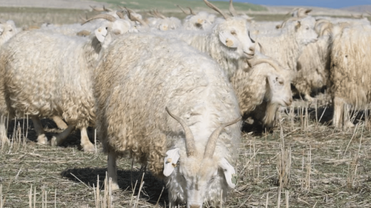 Foto - Kuşaktan kuşağa aktarılan miras! Dünyanın en kalitelisi burada