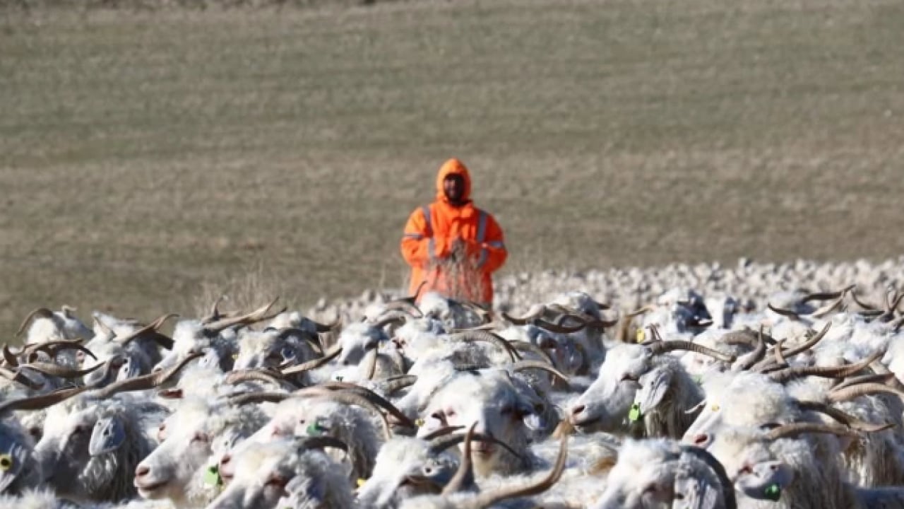 Foto - Kuşaktan kuşağa aktarılan miras! Dünyanın en kalitelisi burada