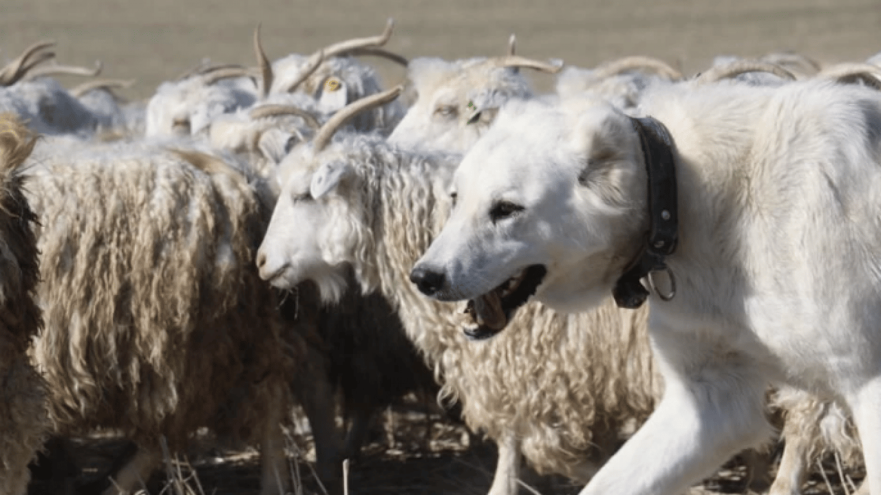 Kuşaktan kuşağa aktarılan miras! Dünyanın en kalitelisi burada