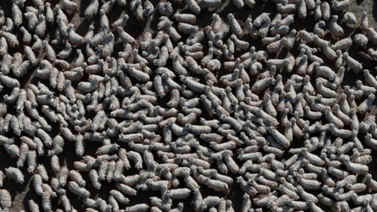 Foto - Kuşaktan kuşağa aktarılan miras! Dünyanın en kalitelisi burada