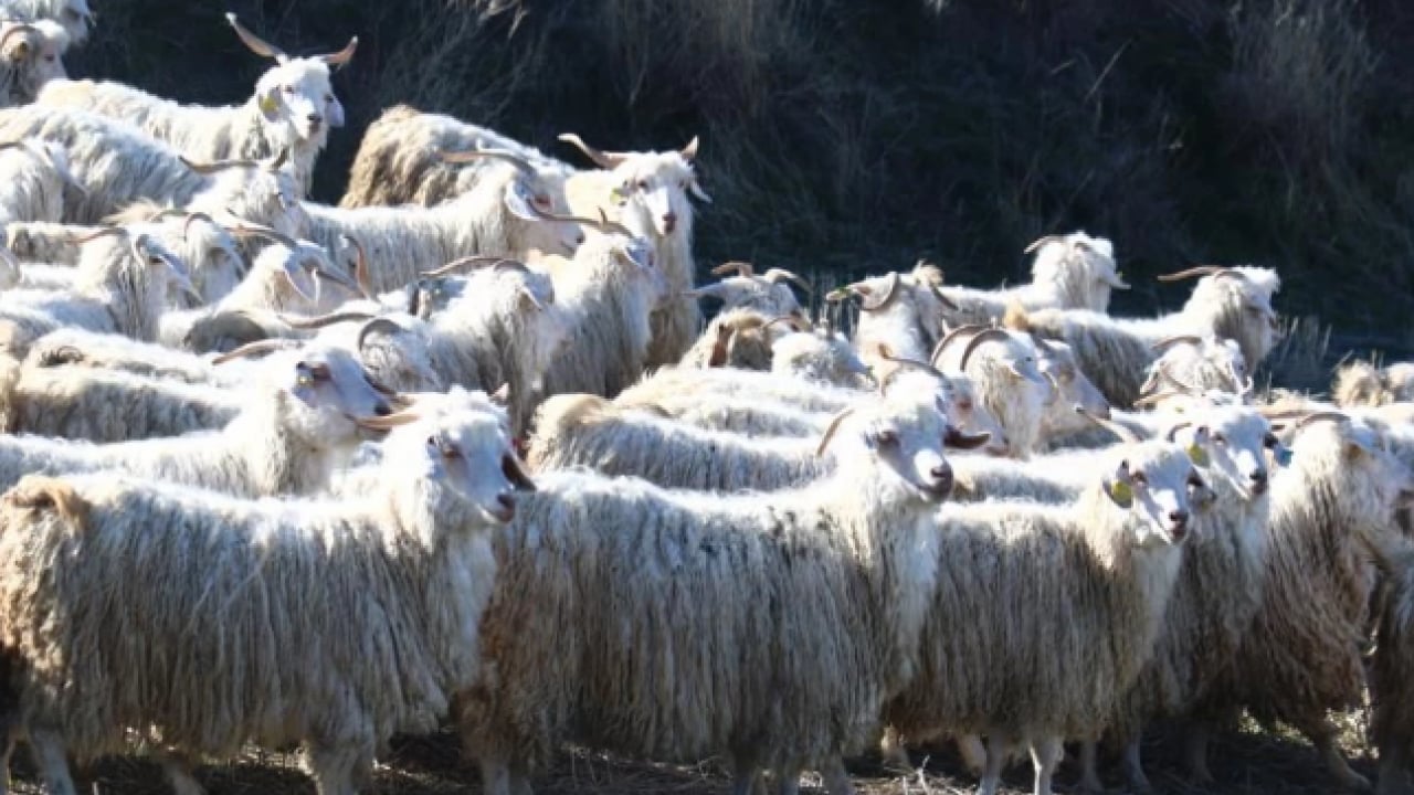 Foto - Kuşaktan kuşağa aktarılan miras! Dünyanın en kalitelisi burada