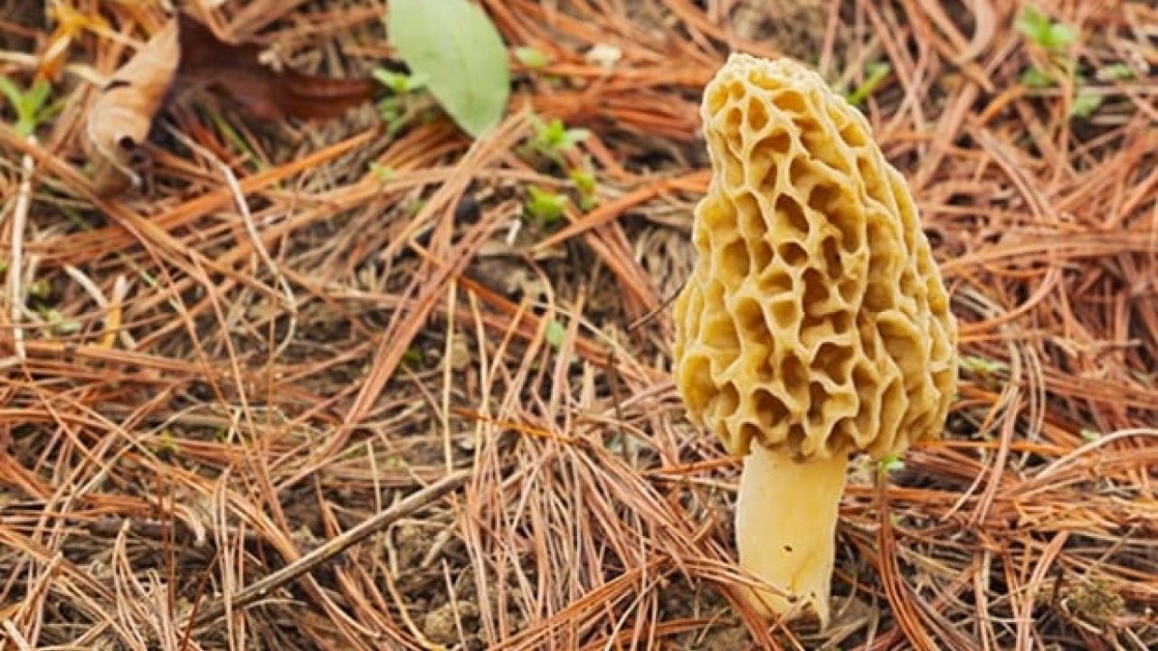 Foto - Kütahya'da baba oğul resmen hazine buldu: Sepetleri ağzına kadar doldurdular