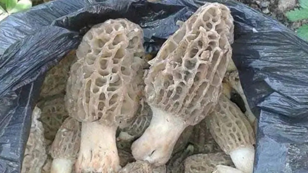 Foto - Kütahya'da baba oğul resmen hazine buldu: Sepetleri ağzına kadar doldurdular