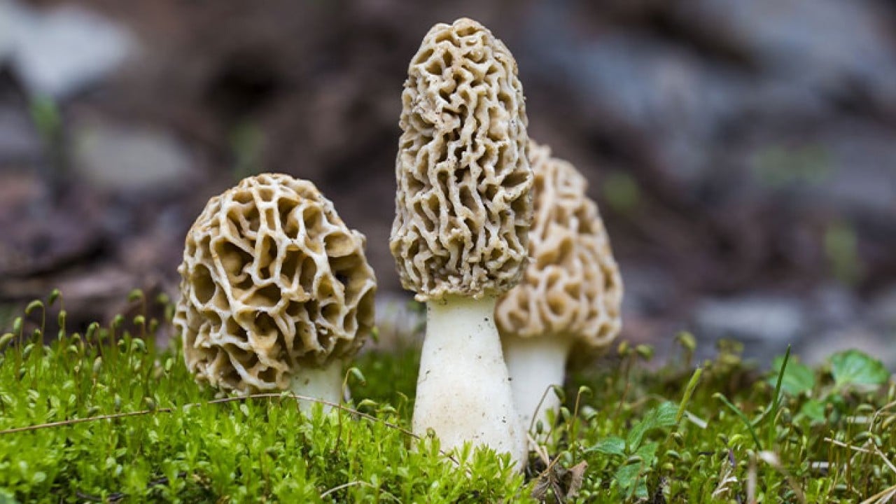 Foto - Kütahya'da baba oğul resmen hazine buldu: Sepetleri ağzına kadar doldurdular