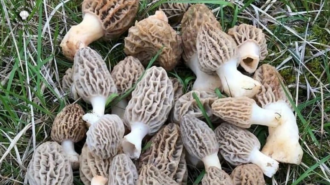 Foto - Kütahya'da baba oğul resmen hazine buldu: Sepetleri ağzına kadar doldurdular