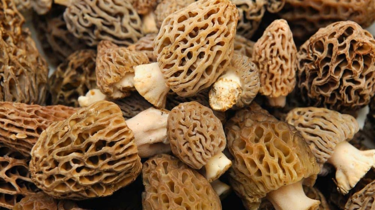 Foto - Kütahya'da baba oğul resmen hazine buldu: Sepetleri ağzına kadar doldurdular