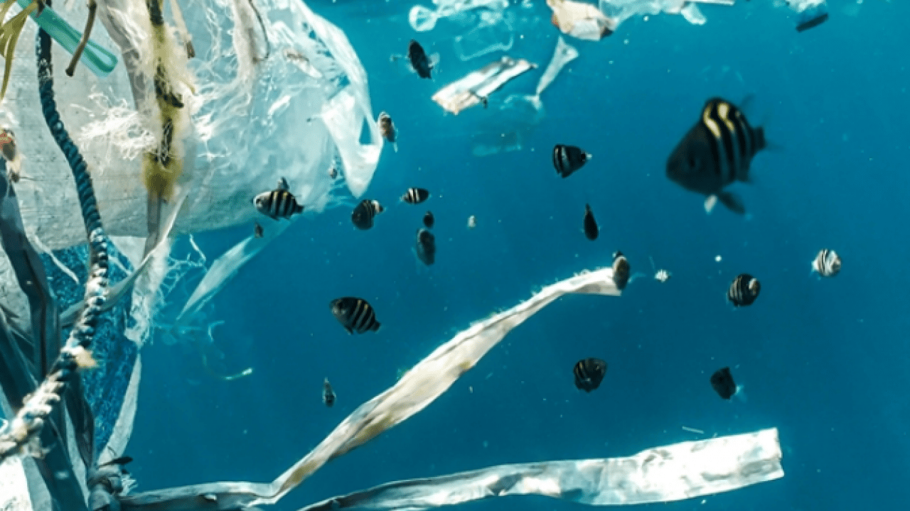 Foto - Kuzey Pasifik Okyanusu kaynıyor: Bilimin açıklayamadığı su sıcaklıkları kaydedildi