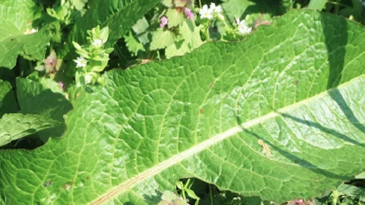 Foto - Kuzukulağıgiller familyasından: Evelik otu faydalı mı zararlı mı? Namıdiğer labada...