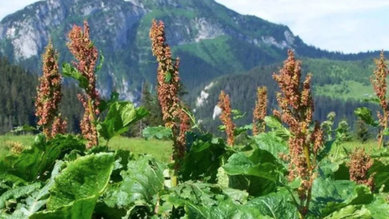 Kuzukulağıgiller familyasından: Evelik otu faydalı mı zararlı mı? Namıdiğer labada...