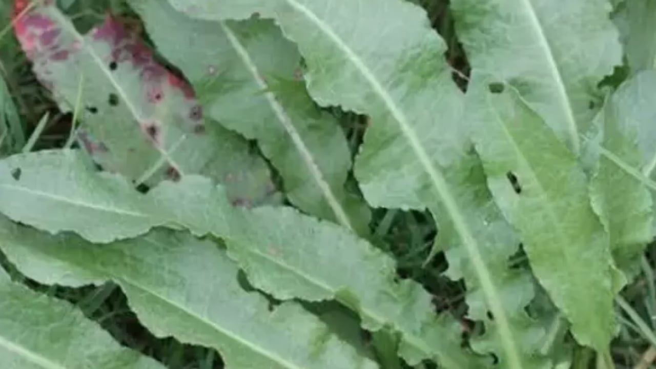 Foto - Kuzukulağıgiller familyasından: Evelik otu faydalı mı zararlı mı? Namıdiğer labada...