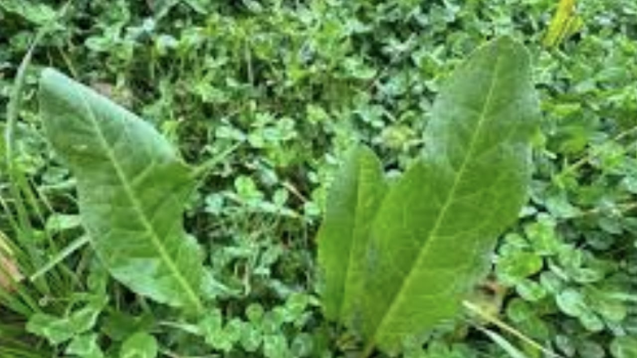 Foto - Kuzukulağıgiller familyasından: Evelik otu faydalı mı zararlı mı? Namıdiğer labada...