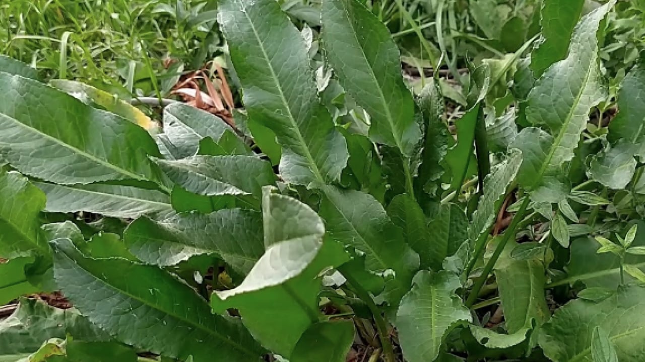 Foto - Kuzukulağıgiller familyasından: Evelik otu faydalı mı zararlı mı? Namıdiğer labada...