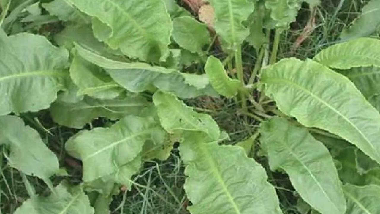 Foto - Kuzukulağıgiller familyasından: Evelik otu faydalı mı zararlı mı? Namıdiğer labada...