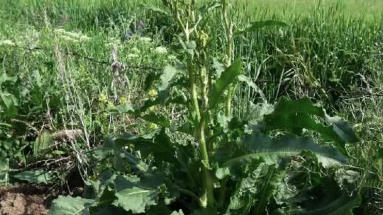 Foto - Kuzukulağıgiller familyasından: Evelik otu faydalı mı zararlı mı? Namıdiğer labada...