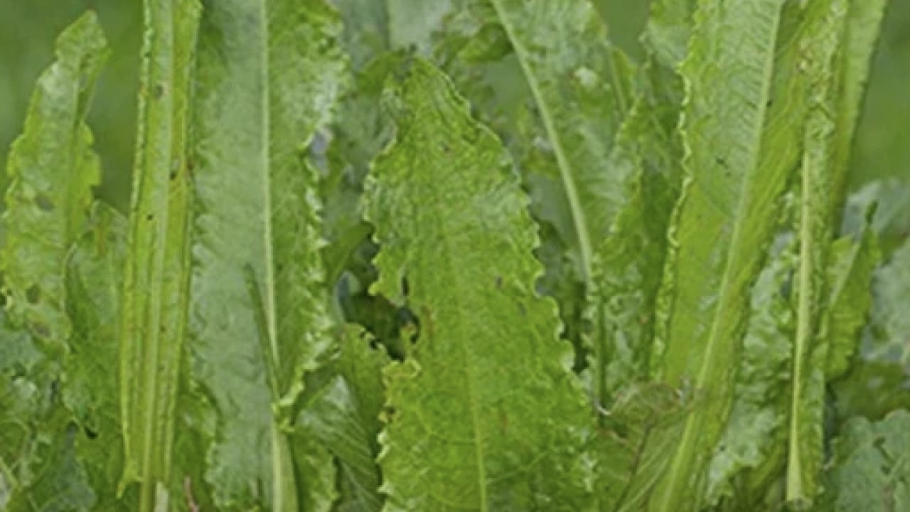 Foto - Kuzukulağıgiller familyasından: Evelik otu faydalı mı zararlı mı? Namıdiğer labada...