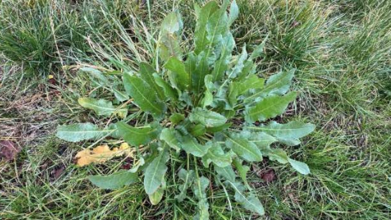 Foto - Kuzukulağıgiller familyasından: Evelik otu faydalı mı zararlı mı? Namıdiğer labada...