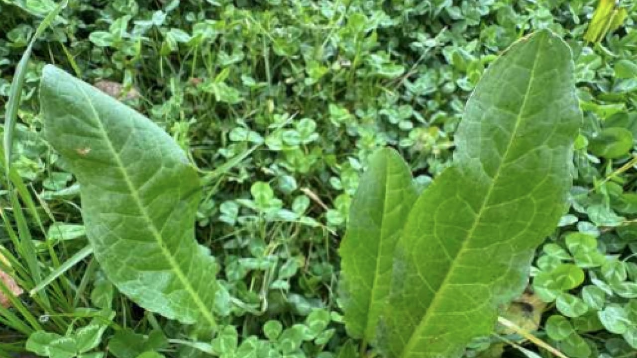 Foto - Kuzukulağıgiller familyasından: Evelik otu faydalı mı zararlı mı? Namıdiğer labada...