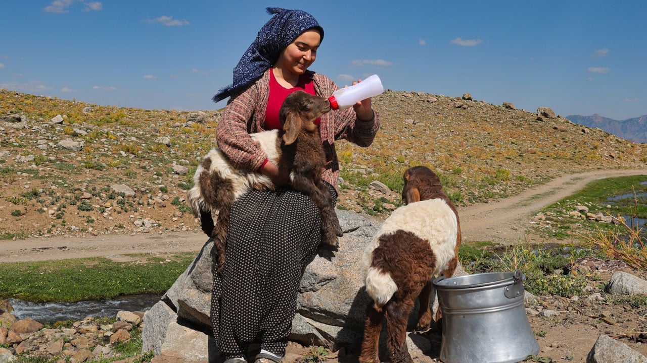 Foto - Kuzular peşinden ayrılmıyor! 3 bin 300 rakımda iç ısıtan görüntü
