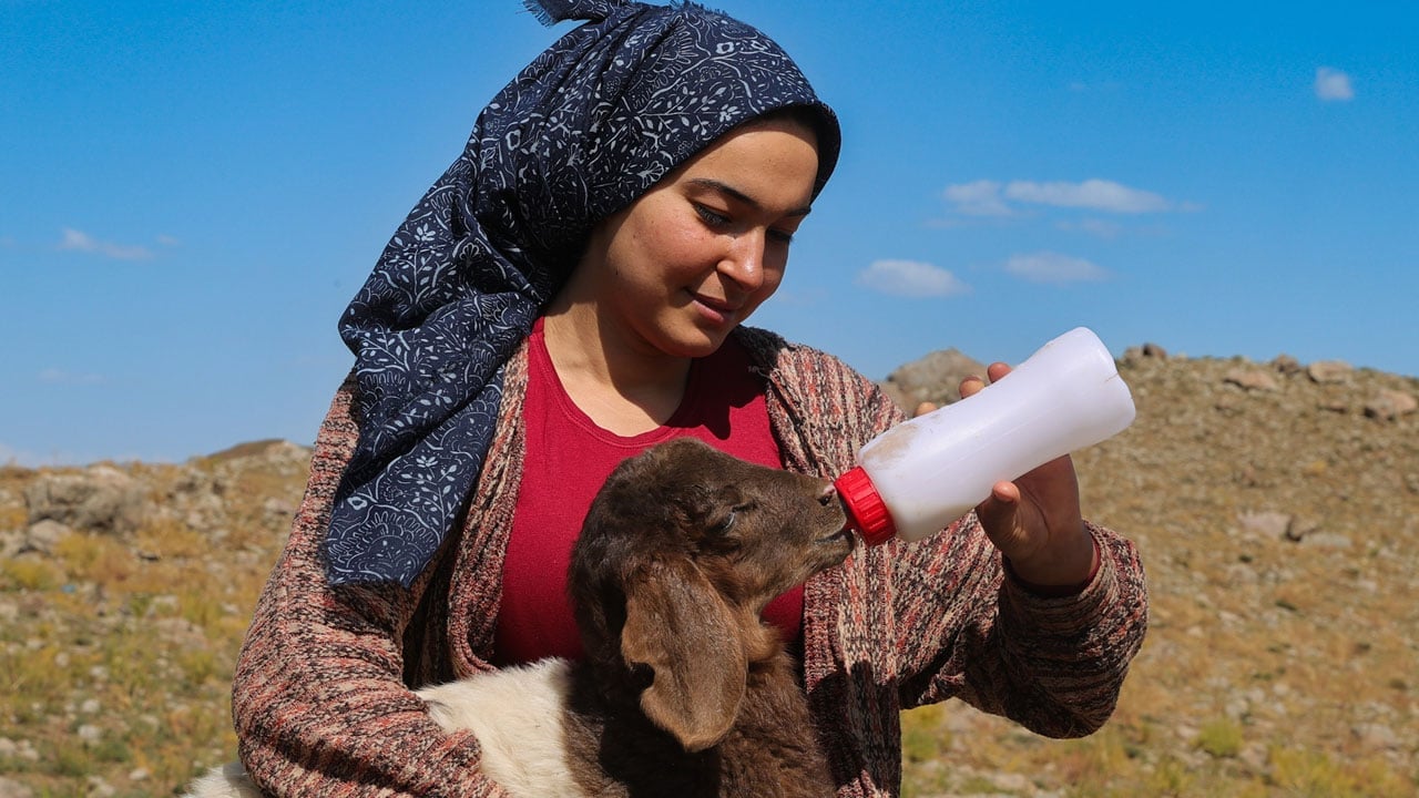 Kuzular peşinden ayrılmıyor! 3 bin 300 rakımda iç ısıtan görüntü