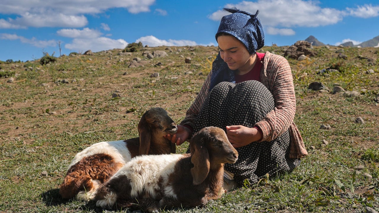 Foto - Kuzular peşinden ayrılmıyor! 3 bin 300 rakımda iç ısıtan görüntü