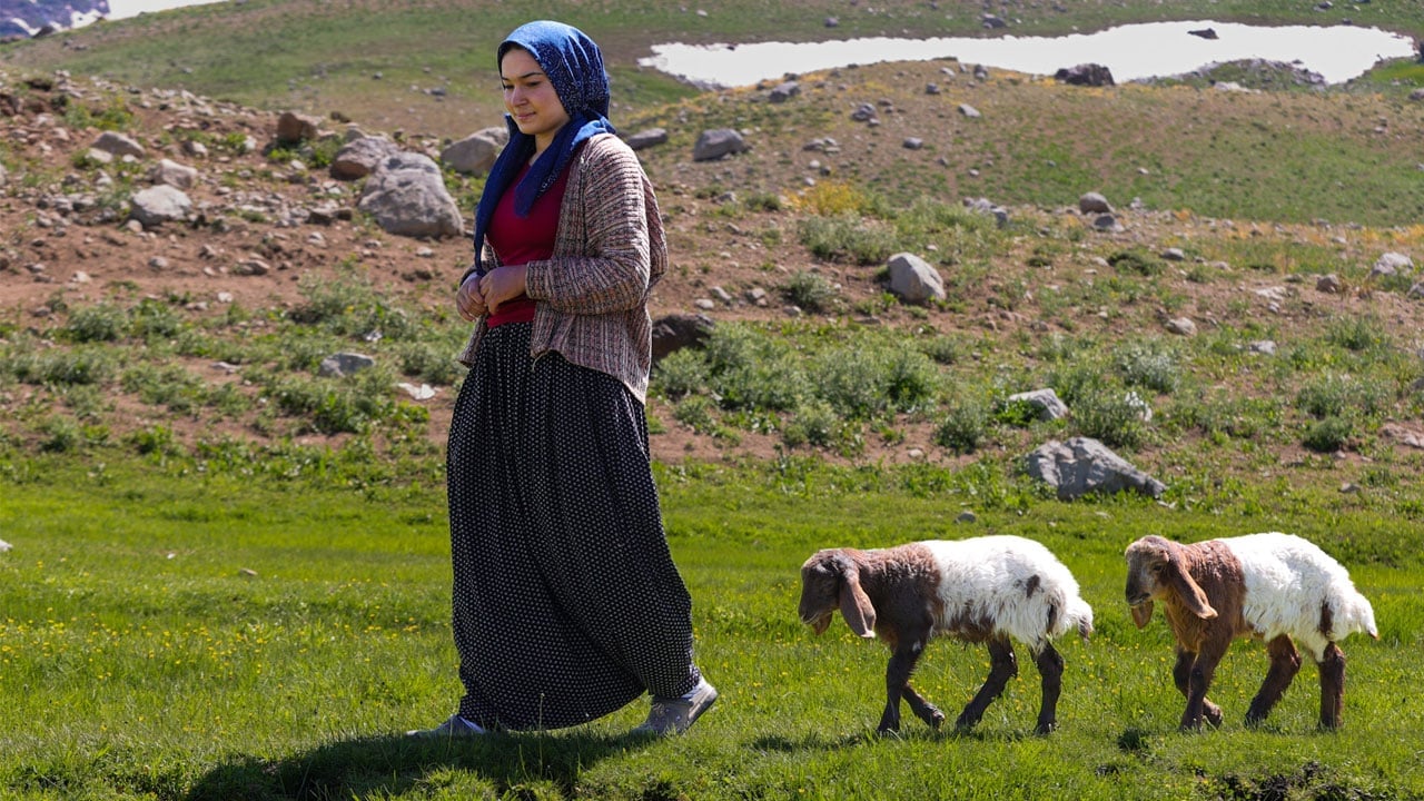 Foto - Kuzular peşinden ayrılmıyor! 3 bin 300 rakımda iç ısıtan görüntü