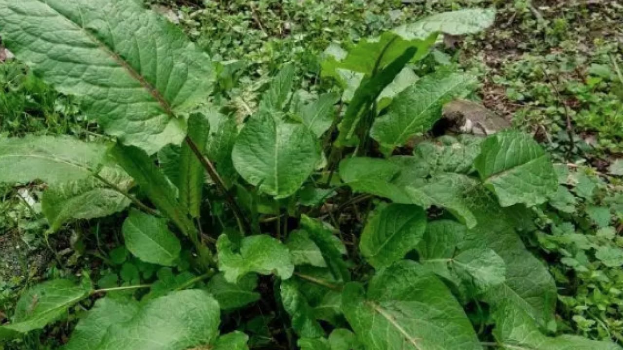 Labadanın zararları, yan etkileri var mıdır? Evelik otu olarak da biliniyor...
